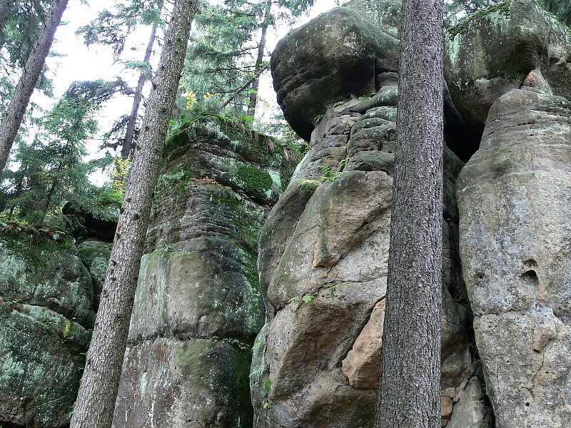 040grzyby0420.jpg